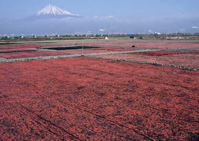 駿河湾産桜えび素干し