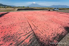駿河湾産桜えび素干し